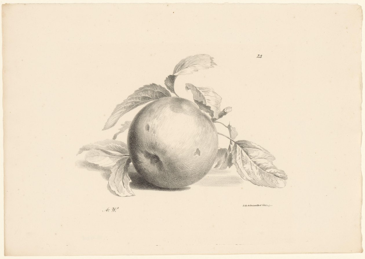 Apple (series title: Fruit) by Anton Weiss