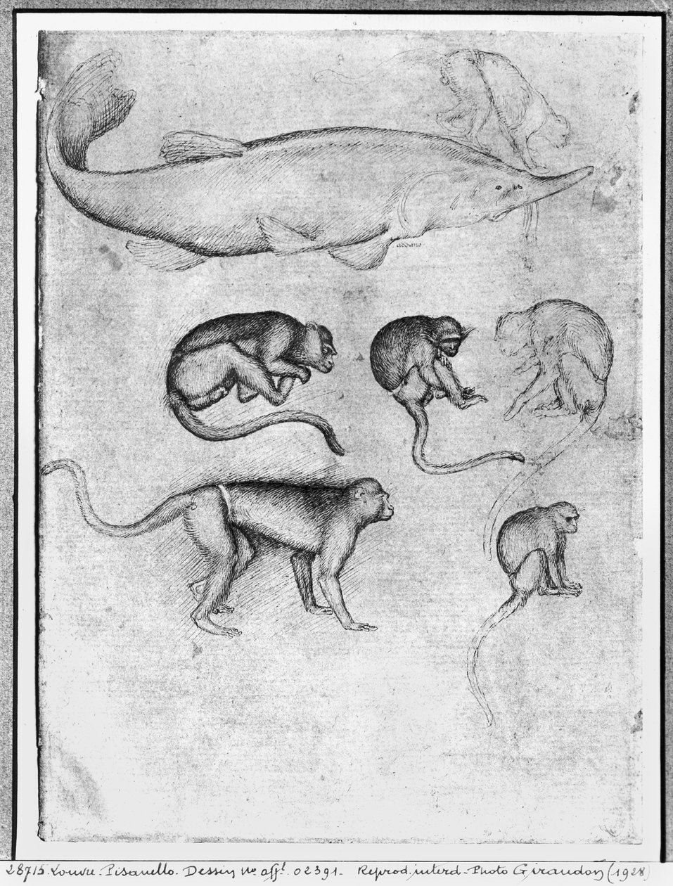 Six Monkeys and a Sturgeon, from The Vallardi Album by Antonio Pisanello