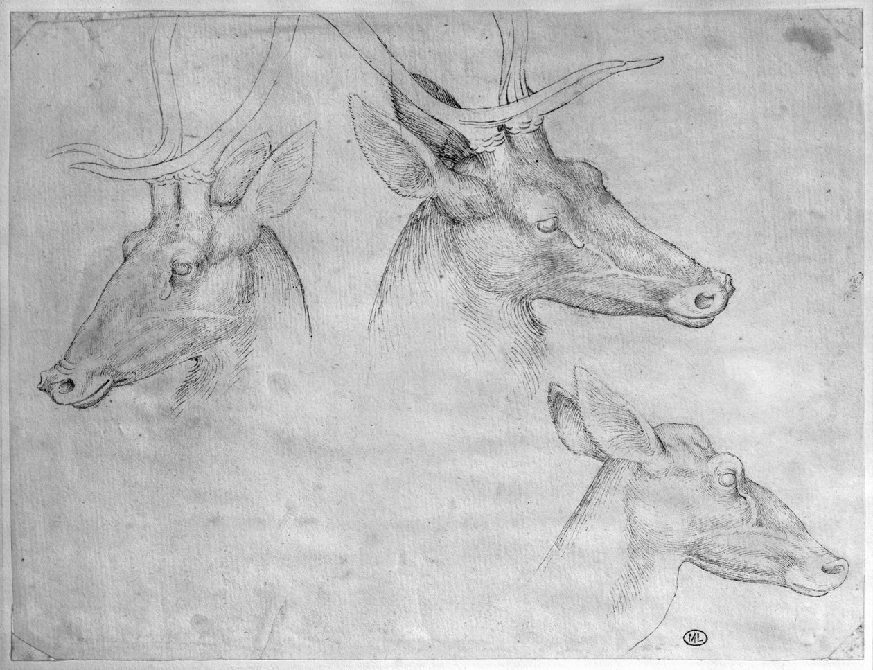 Two Heads of Stags, One Head of a Doe, from the The Vallardi Album by Antonio Pisanello