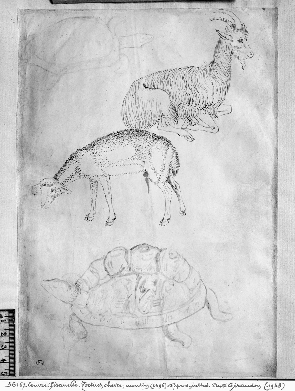 Two Tortoises, Goat and Sheep, from the The Vallardi Album by Antonio Pisanello