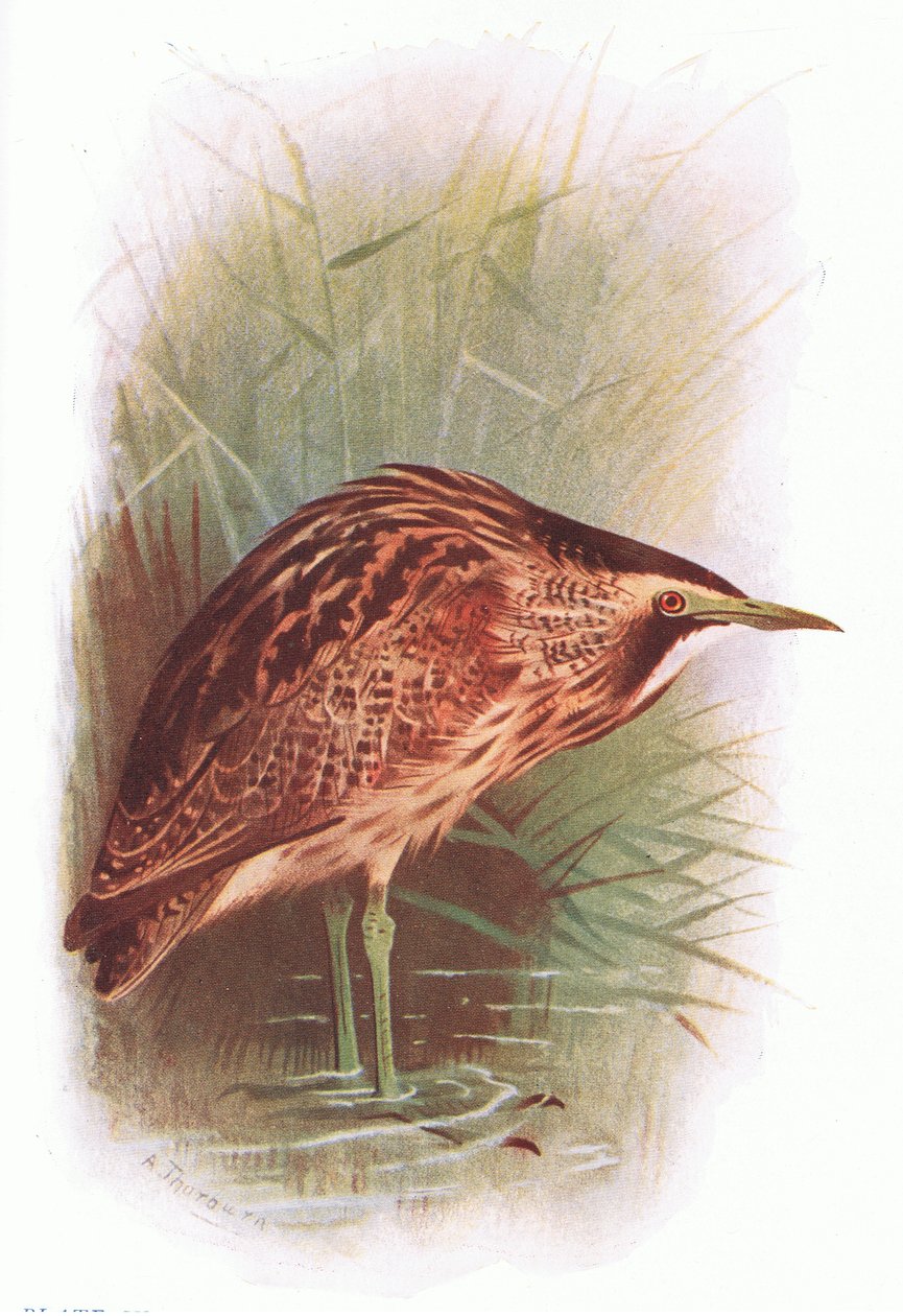 Bittern by Archibald Thorburn