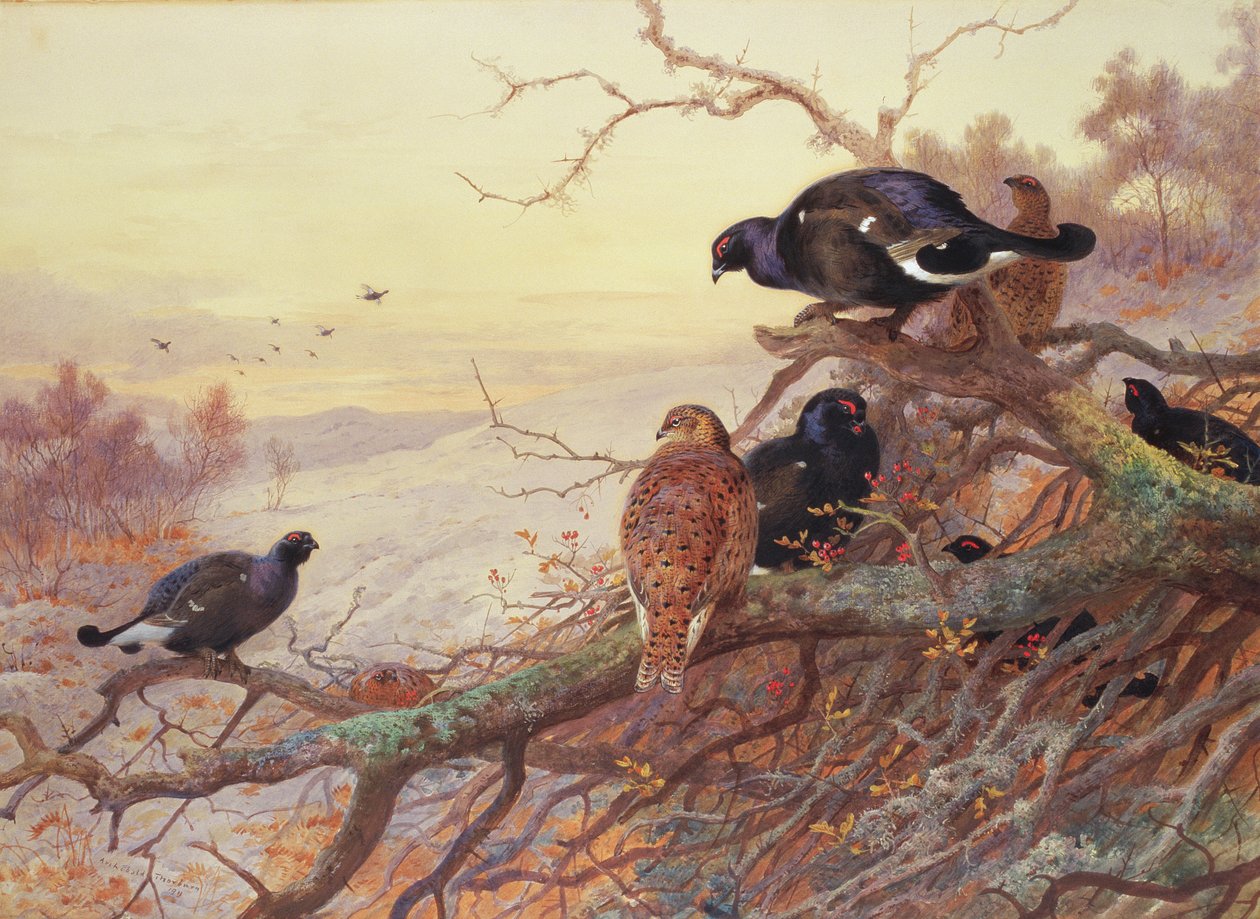 Blackgame in Winter by Archibald Thorburn