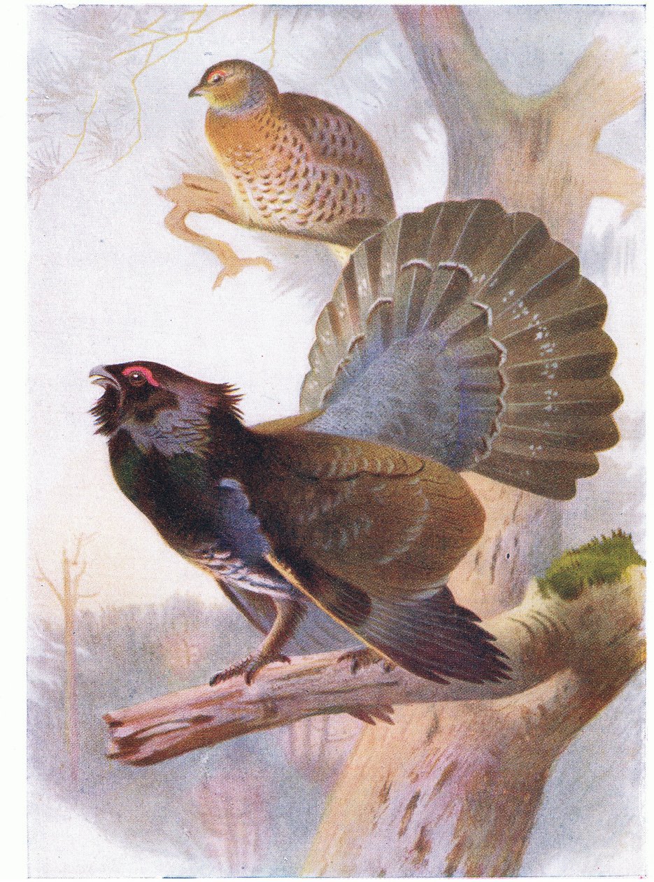 Capercaillie by Archibald Thorburn