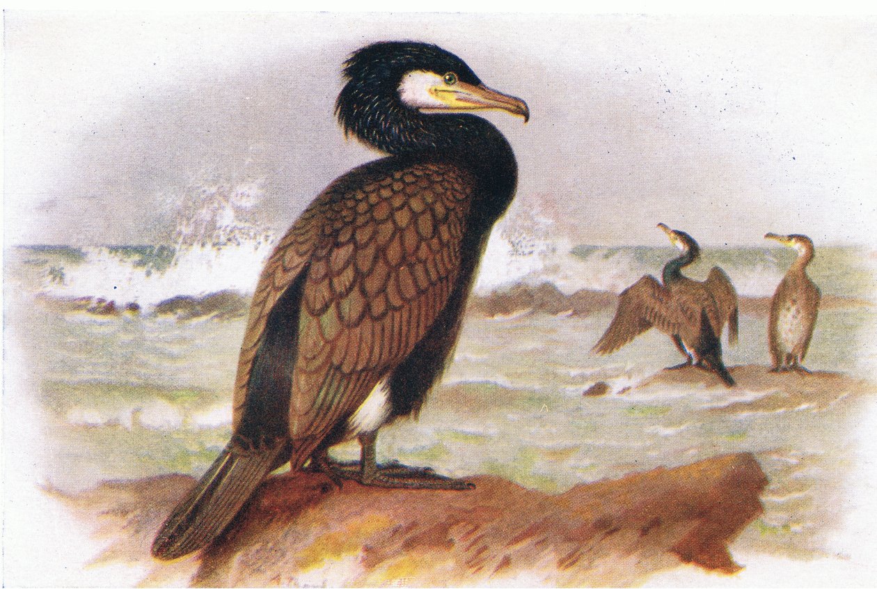 Cormorant by Archibald Thorburn