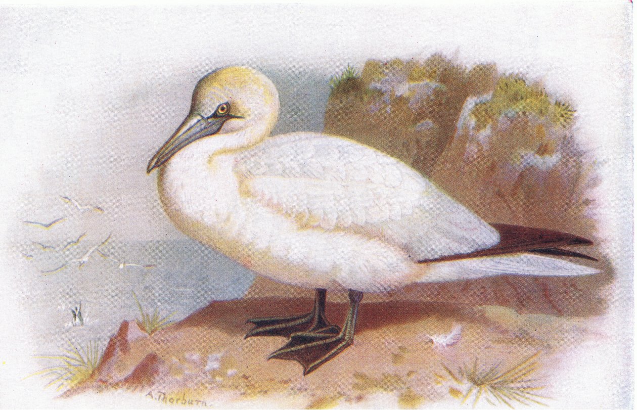 Gannet by Archibald Thorburn