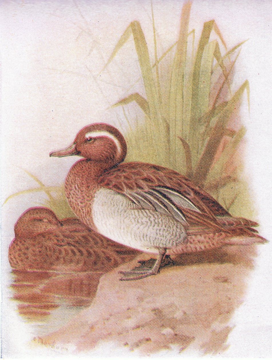 Garganey by Archibald Thorburn