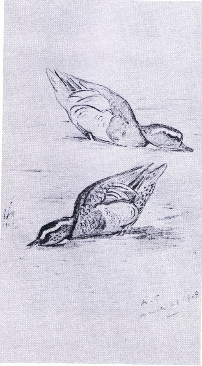 Garganey feeding by Archibald Thorburn