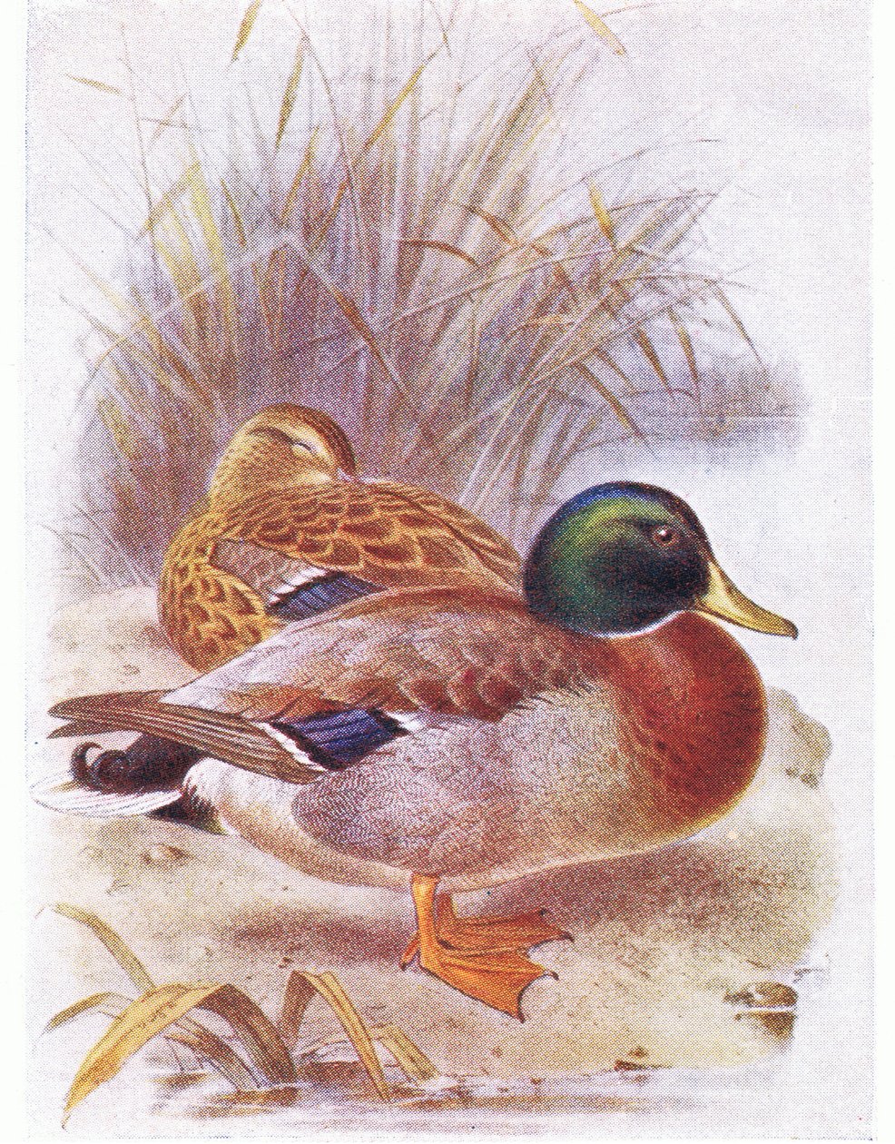 Mallard by Archibald Thorburn