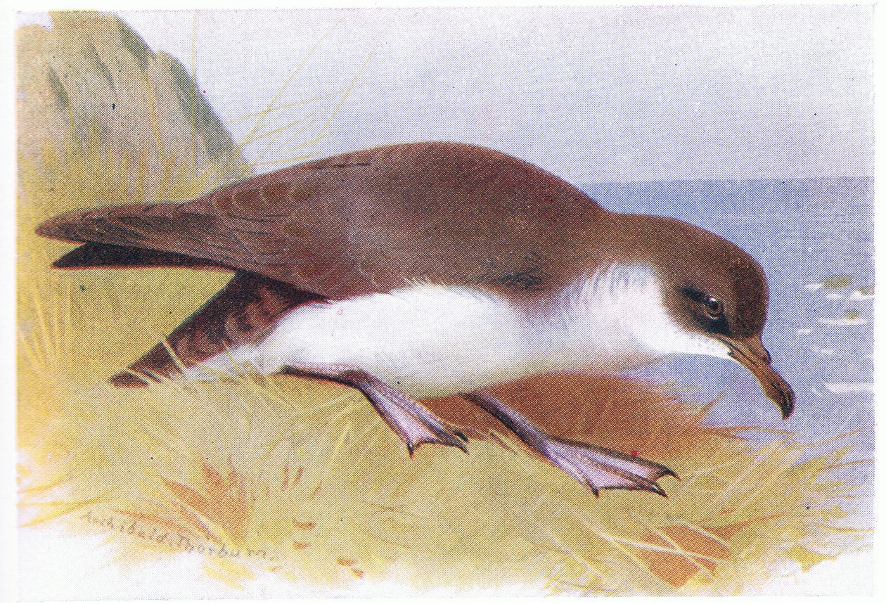 Manx Shearwater by Archibald Thorburn