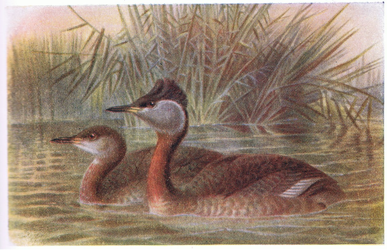 Red Necked Grebe by Archibald Thorburn
