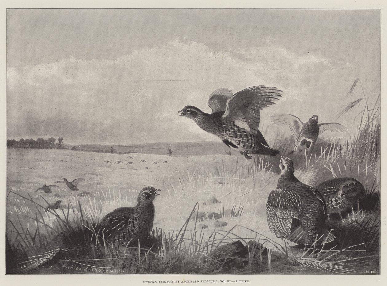 Sporting Subjects, a Drive by Archibald Thorburn