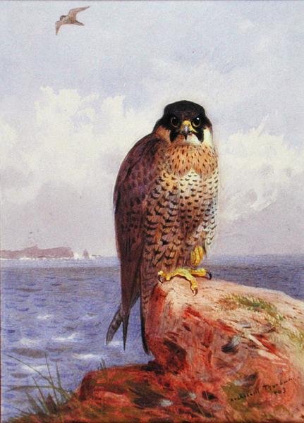 A Peregrine Falcon by the Sea by Archibald Thorburn
