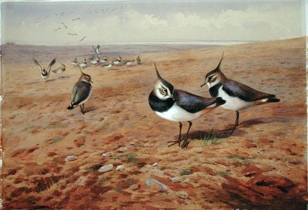 Lapwings on the Plough by Archibald Thorburn