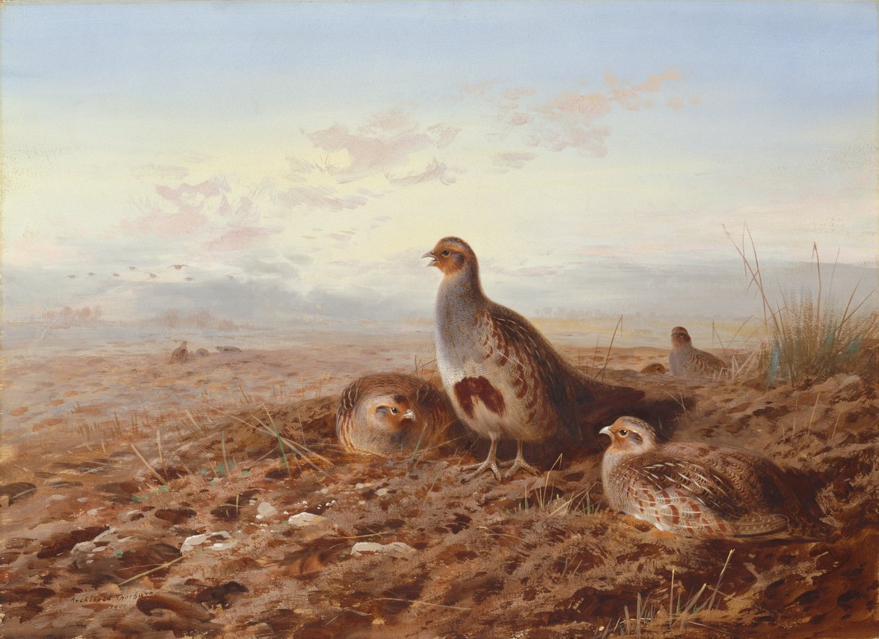 Partridges Amongst Stubble by Archibald Thorburn