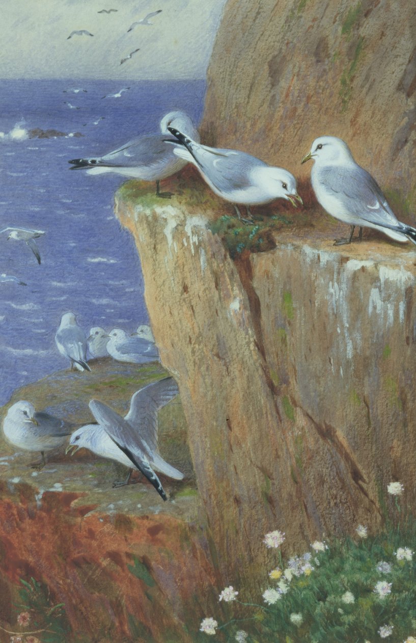 Seagulls by Archibald Thorburn