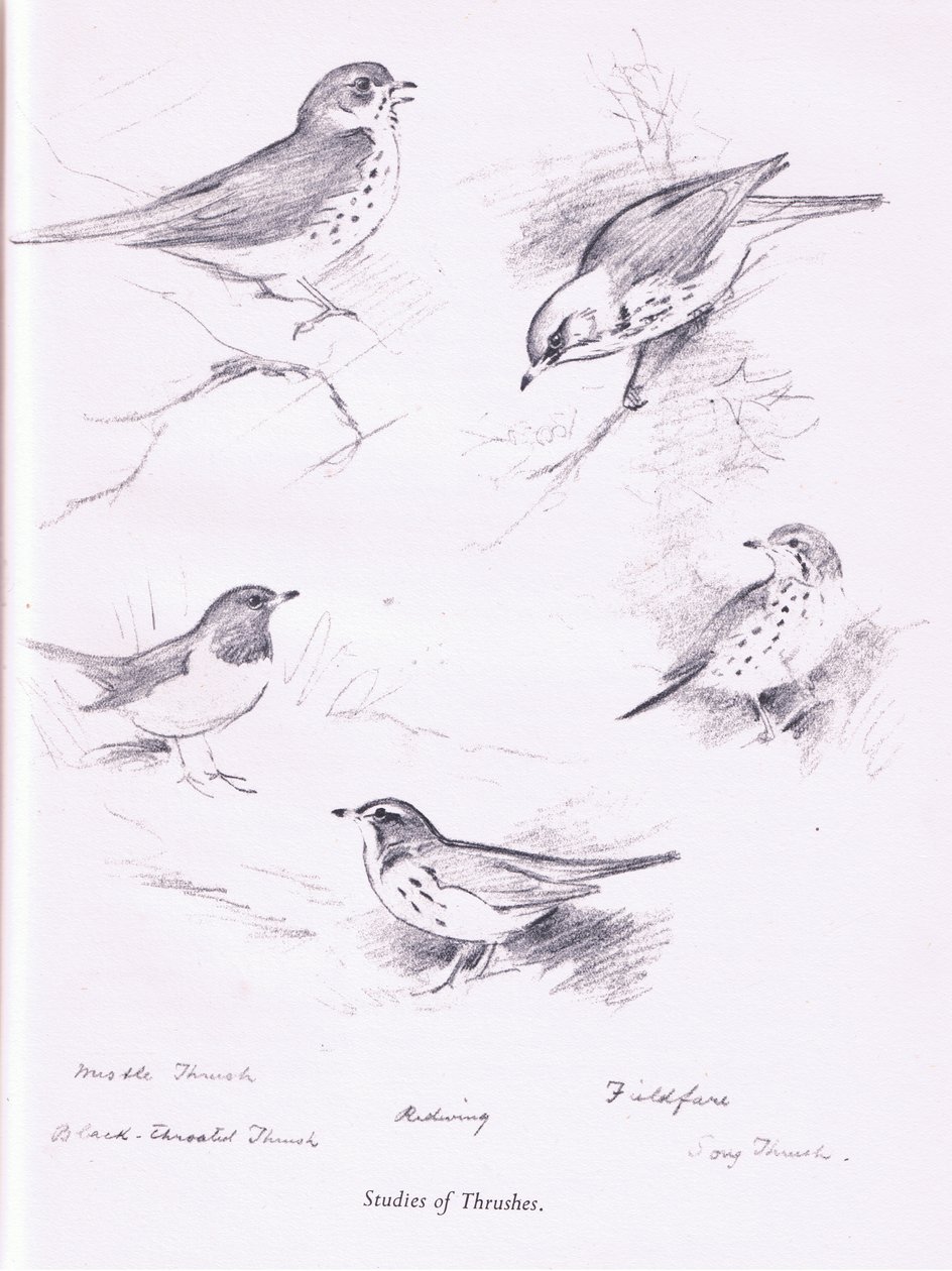 Study of Thrushes by Archibald Thorburn