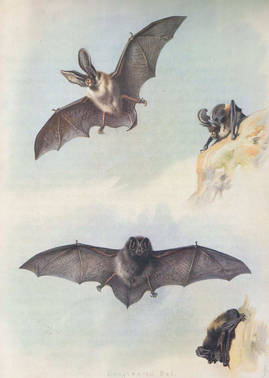 The Barbastelle by Archibald Thorburn