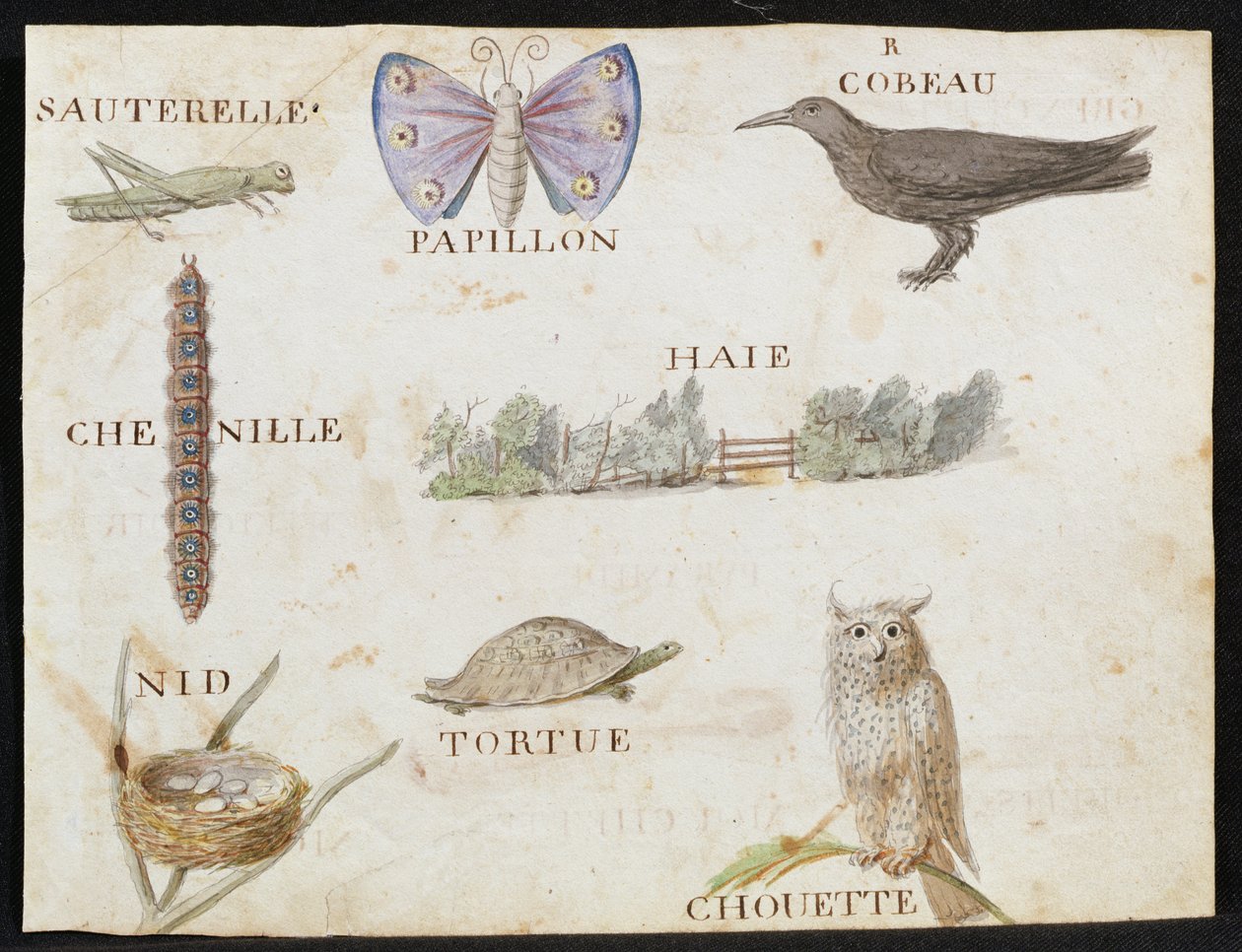 Illustrations from 