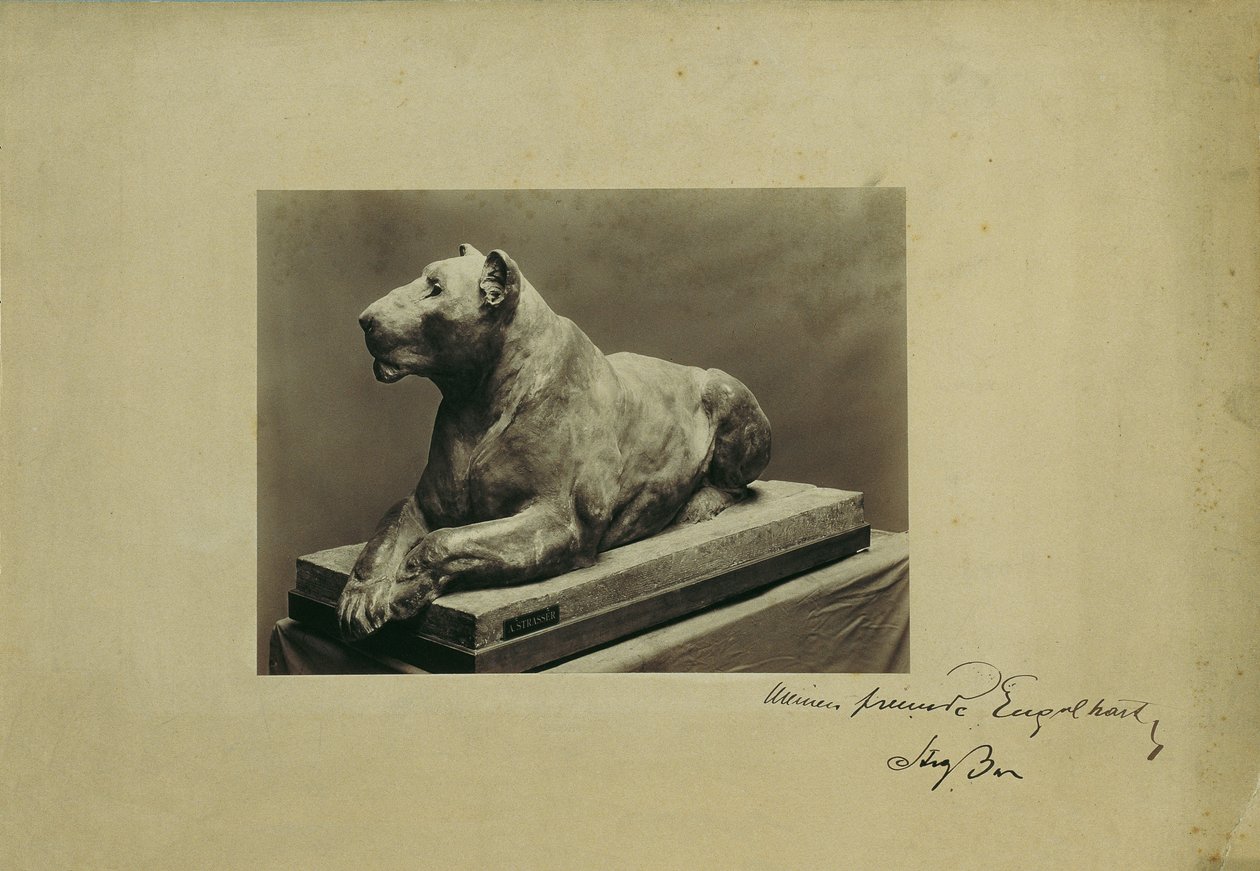 Lioness by Arthur Strasser