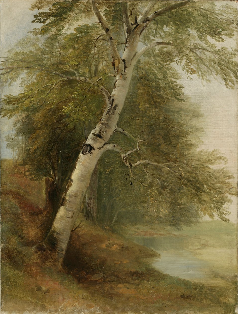 Nature Study: A Birch Tree, 1860 by Asher Brown Durand