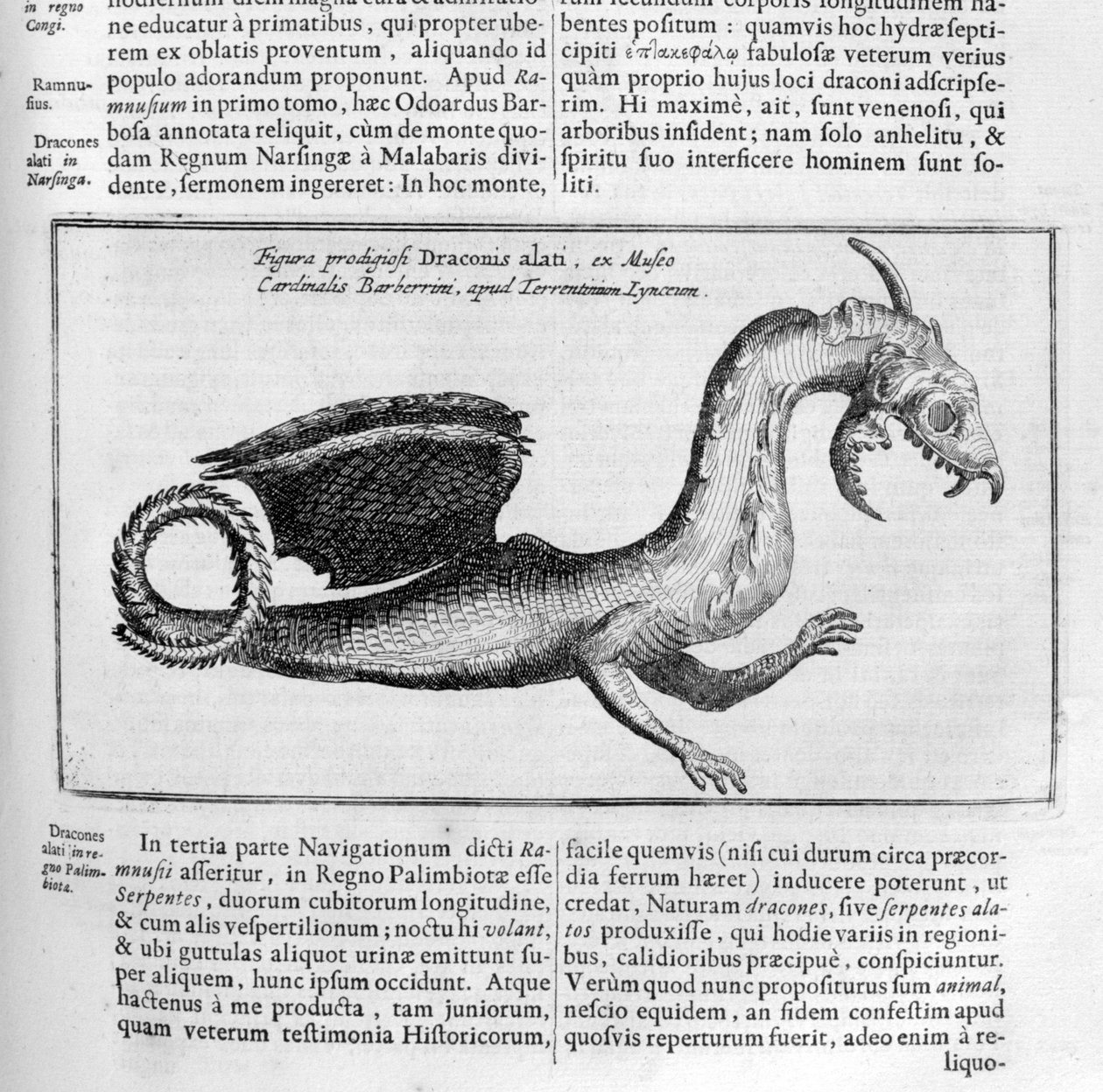 Dragon by Athanasius Kircher