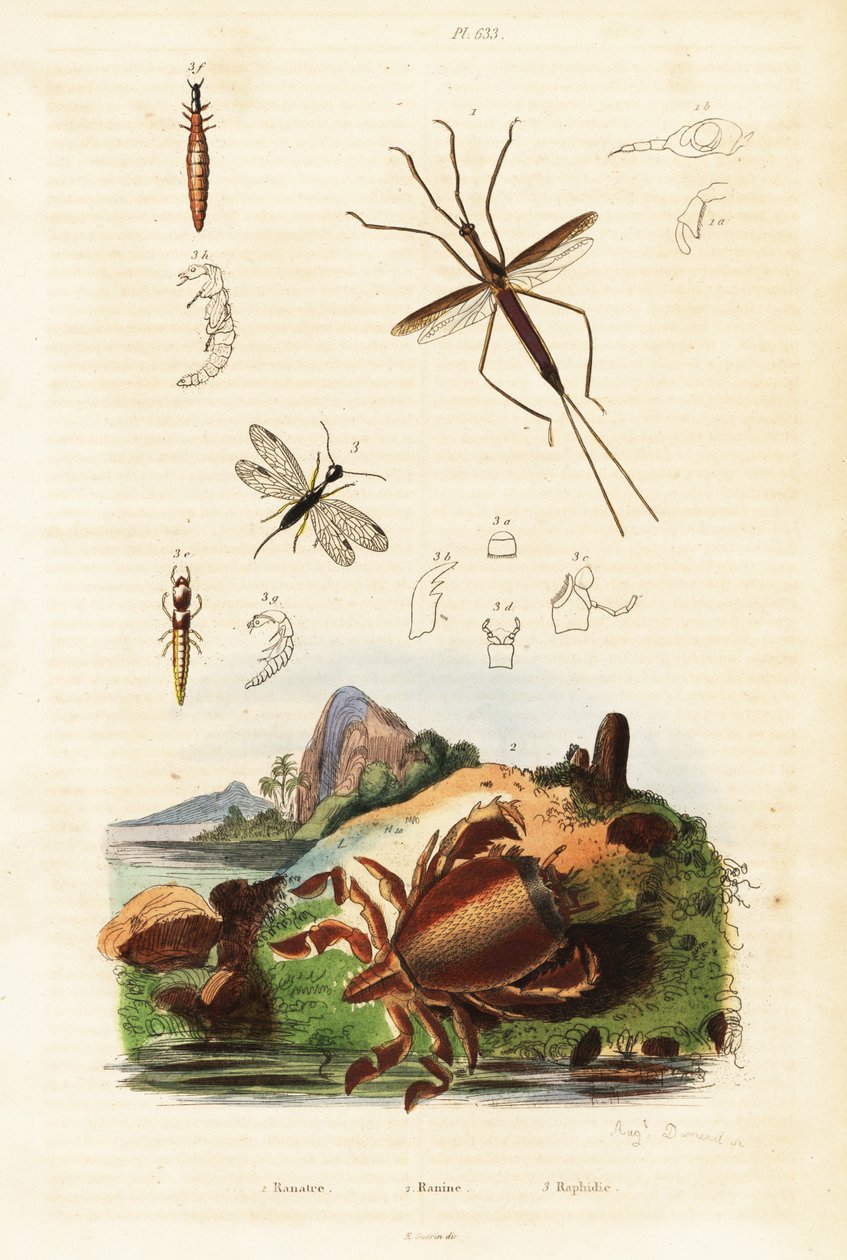 Red frog crab, snakefly and aquatic bug by Auguste Dumenil
