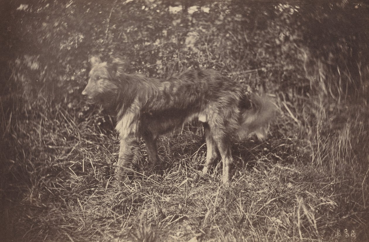 Study of a Dog by Auguste Giraudon
