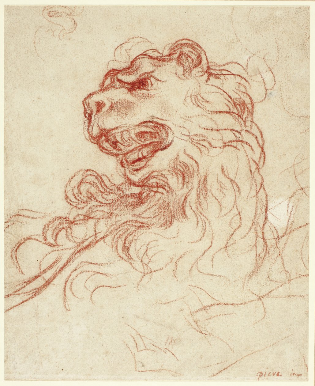 Study of the Head of a Lion by Baldassare Franceschini