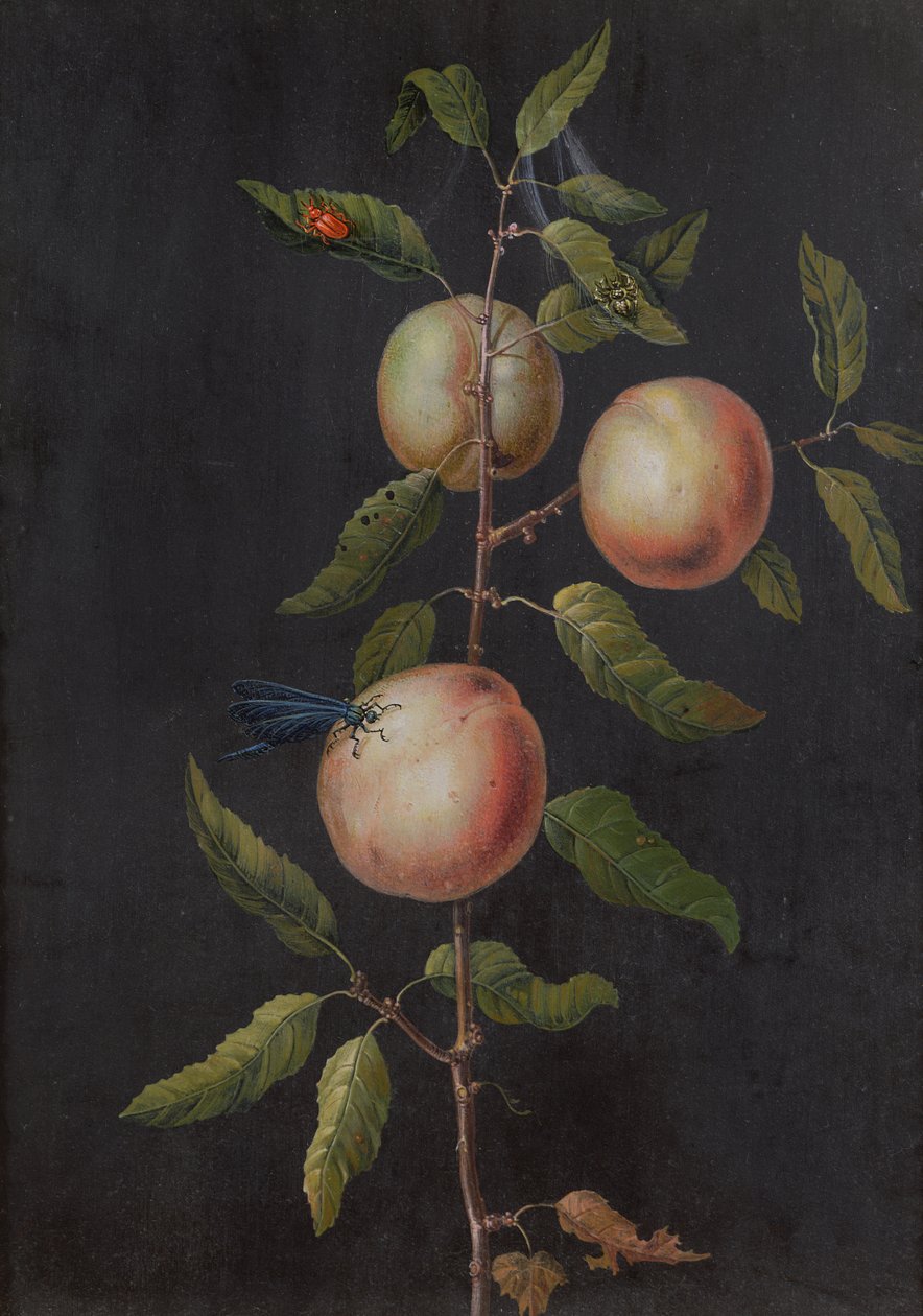 Branch of a Pear Tree by Barbara Regina Dietzsch