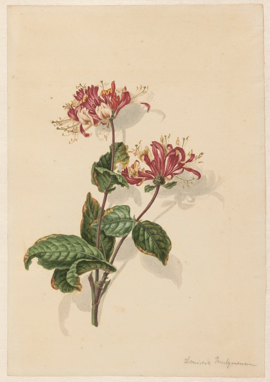 Branch of Wild Honeysuckle (Lonicera periclymenum) by Barend Hendrik Thier