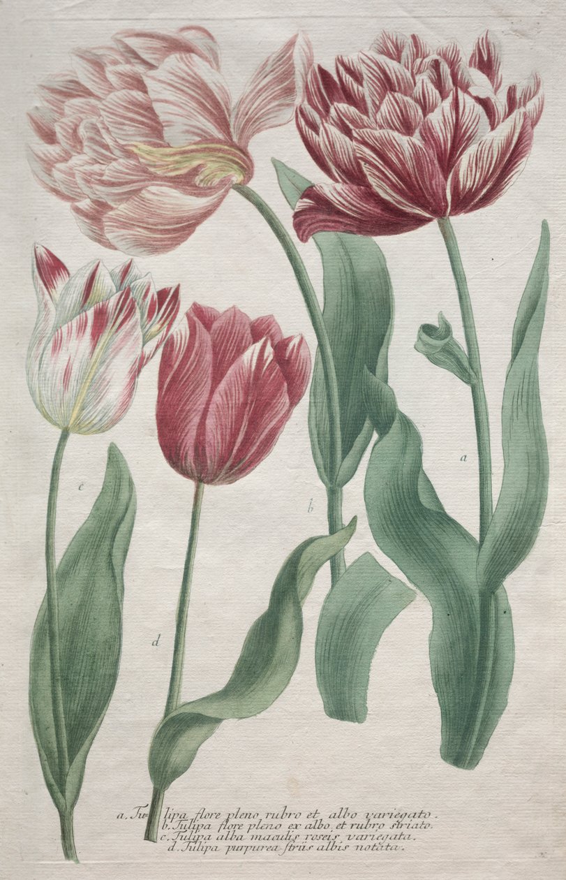 Tulips by Bartholomaus Seutter