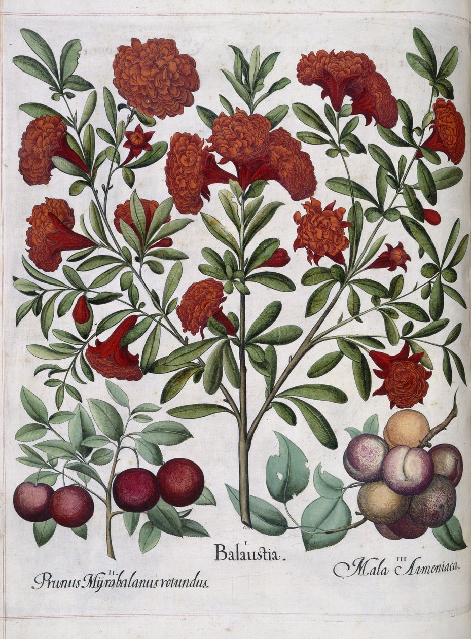 Fruit, from 