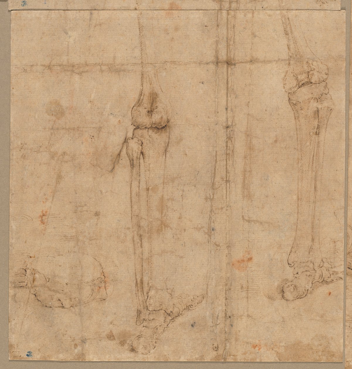 Lower Half of Skeleton from the Back by Battista Franco