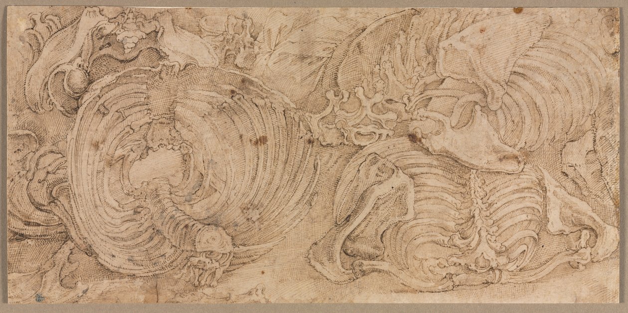 Rib Cages by Battista Franco
