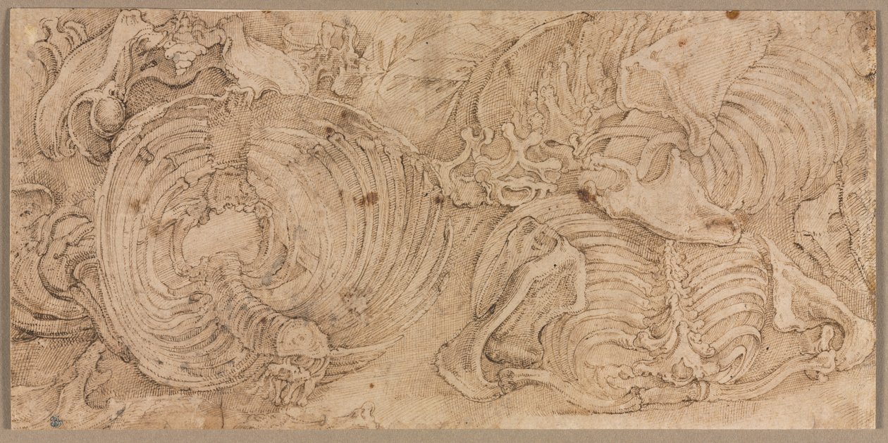 Rib Cages, early 1540s by Battista Franco