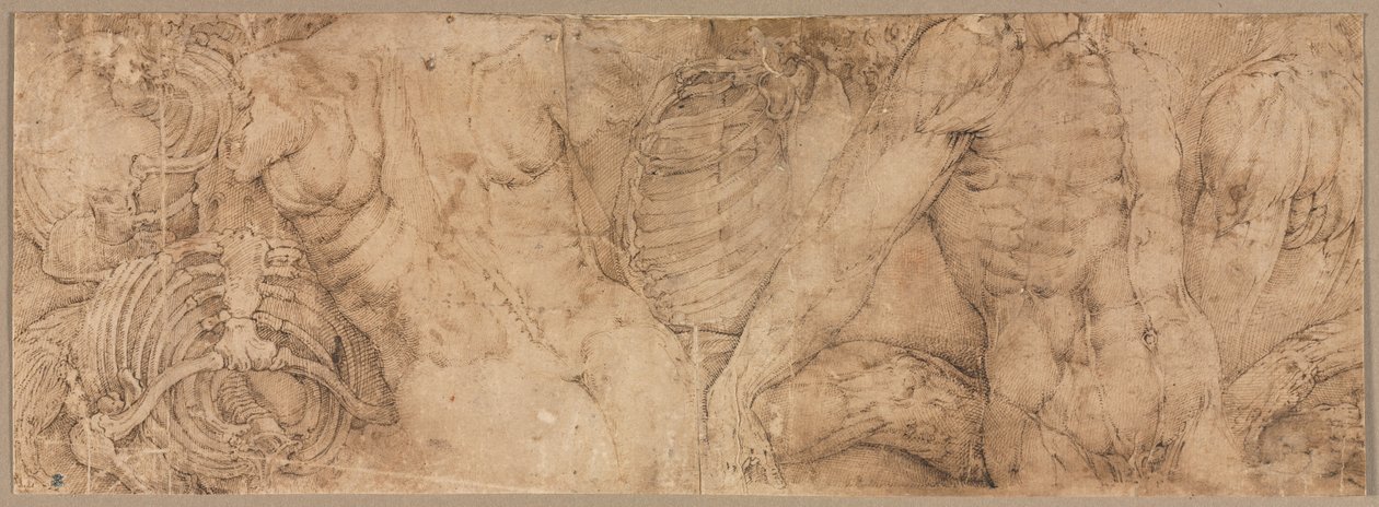 Torsos with Rib Cages by Battista Franco