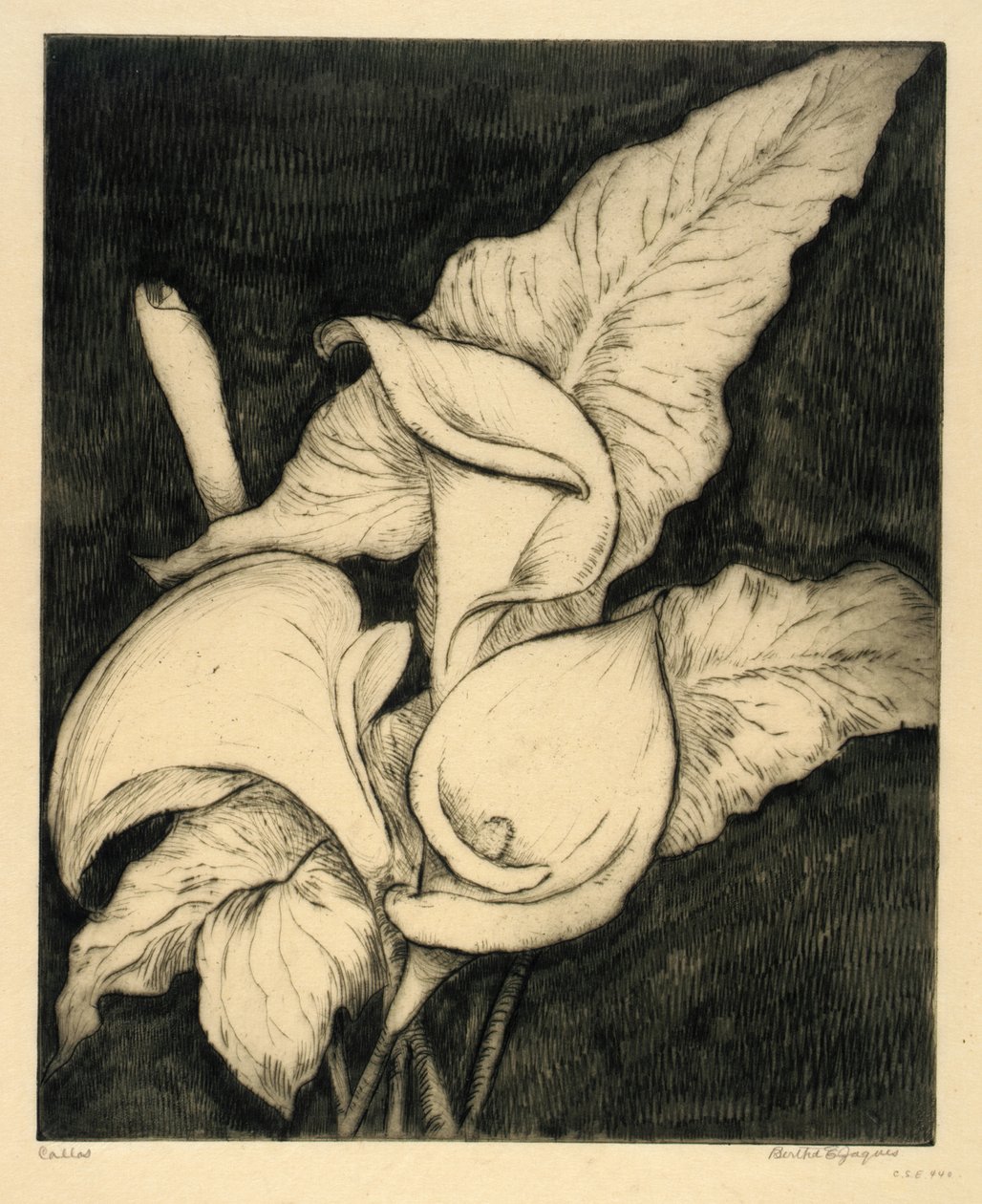 Callas by Bertha E. Jaques