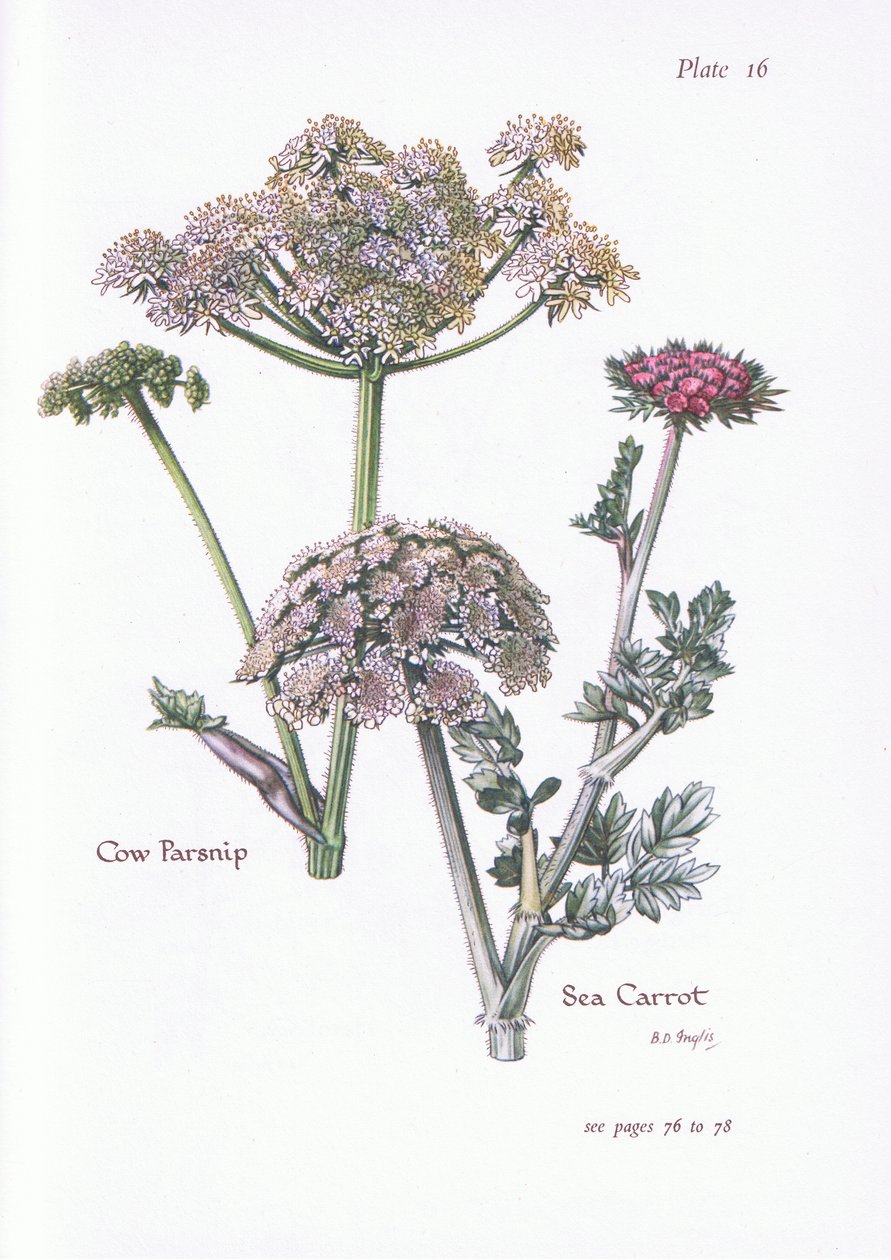 Cow Parsnip, Sea Carrot by Bessie D. Inglis