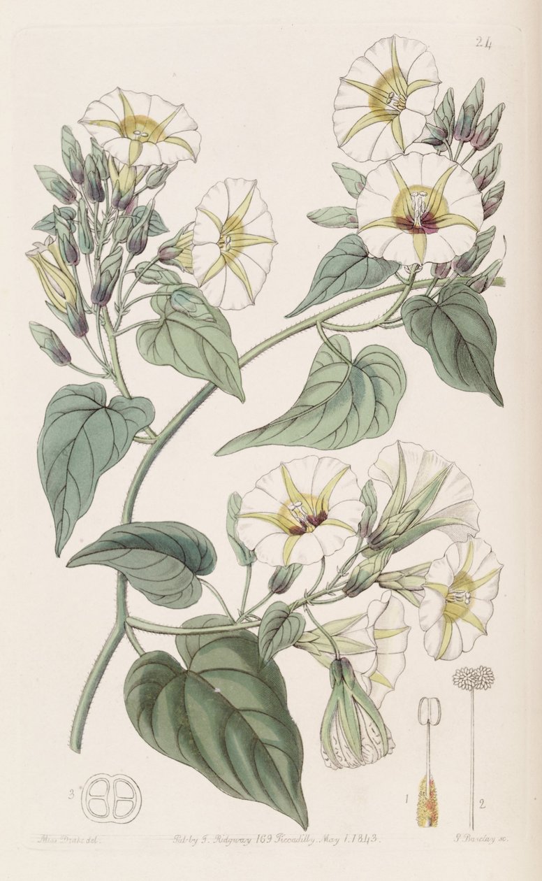 Merremia Umbellata by Botanical Register