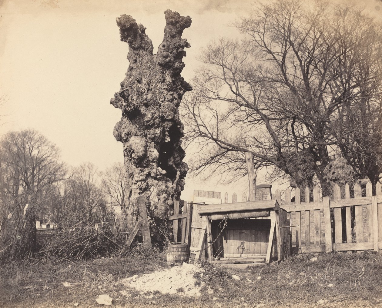 Old Tree near Chatham by British 19th Century