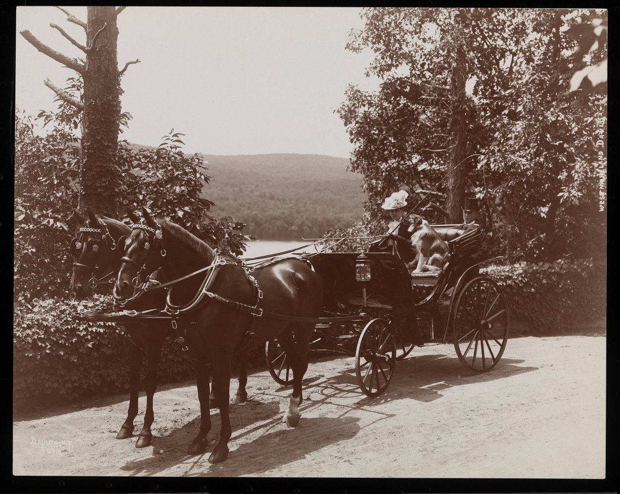 A woman and a dog in a horsedrawn carriage, 1899 by Byron Company