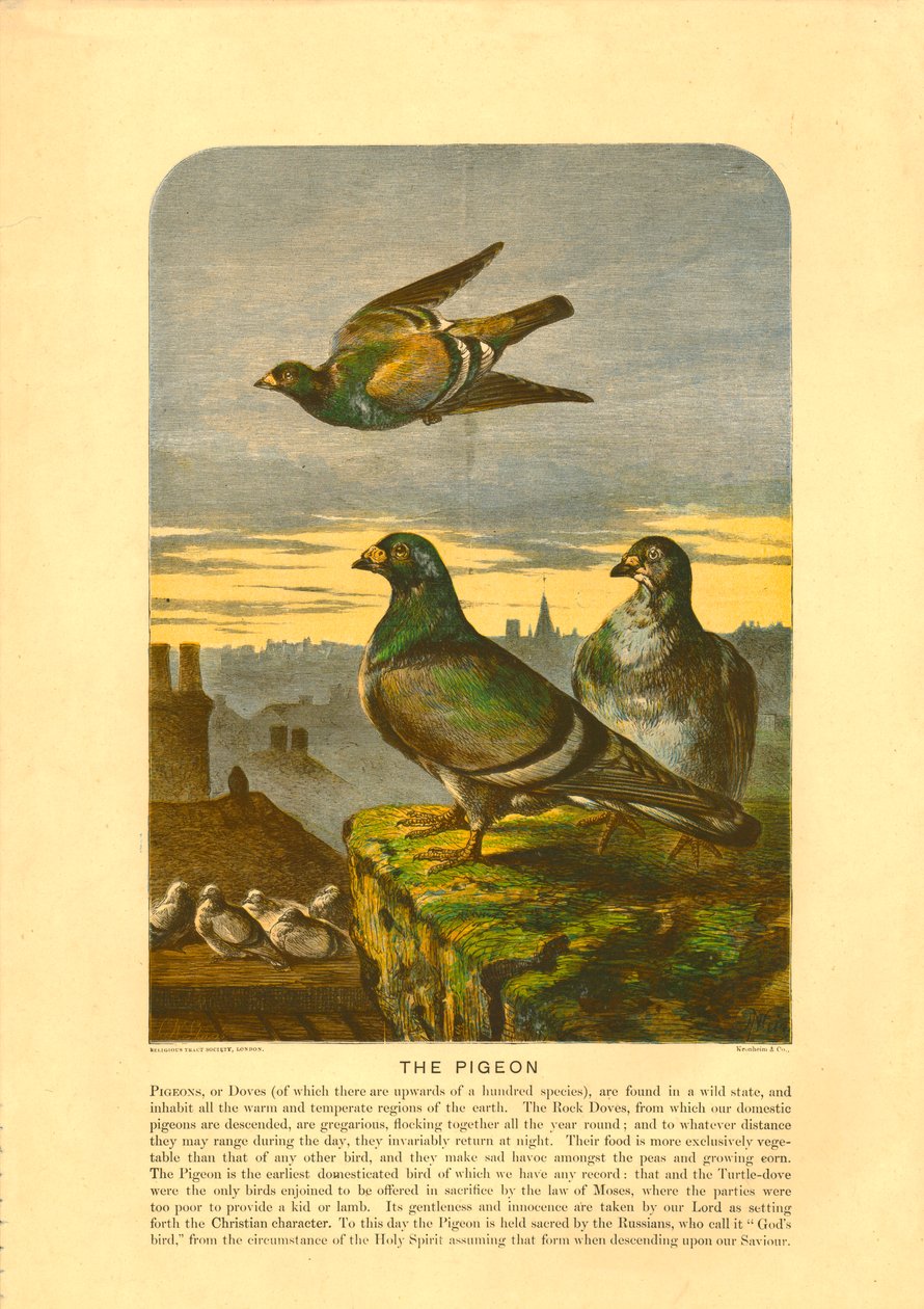 The Pigeon by C Sheeres