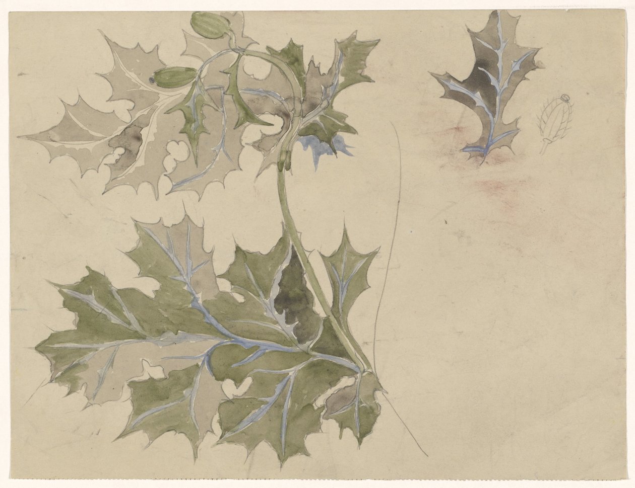 Thistle Leaves by Carel Adolph Lion Cachet