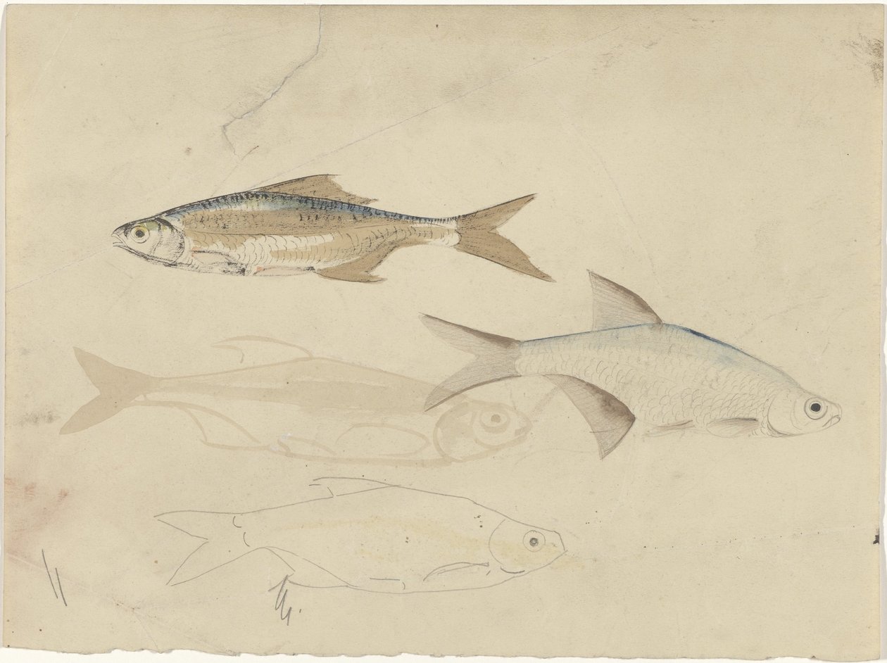 Four Barbel Fish by Carel Adolph Lion Cachet
