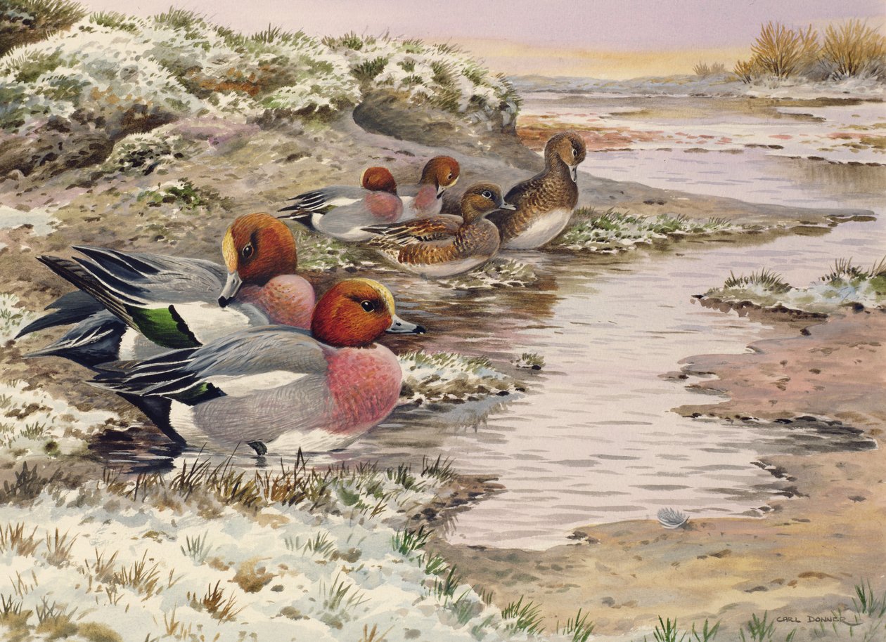 Daybreak on the Washes - Wigeon by Carl Donner
