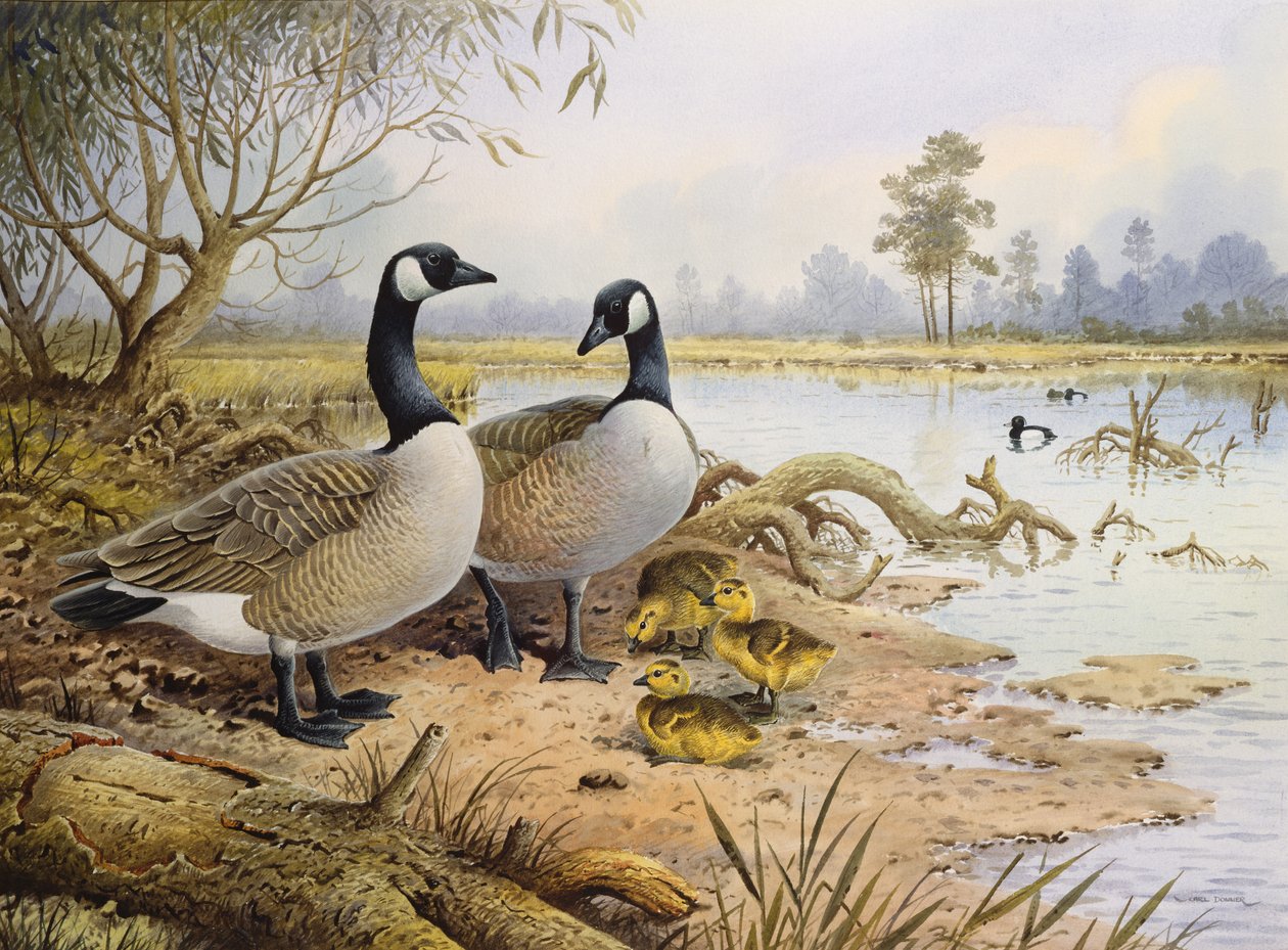 Geese: Canada by Carl Donner