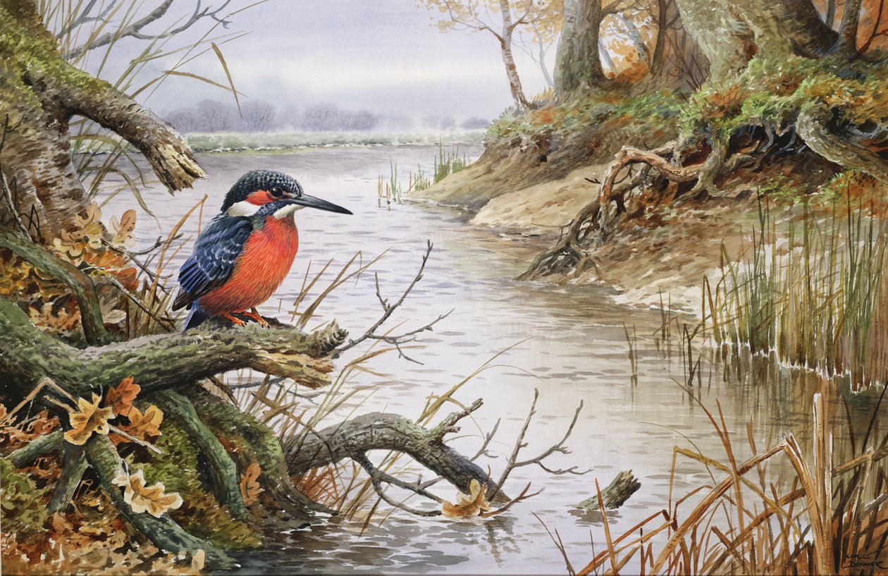 Kingfisher by Carl Donner