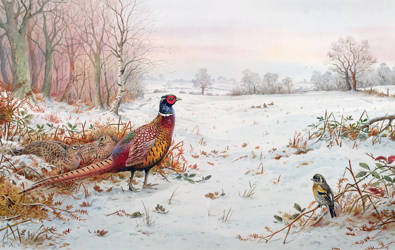 Pheasant and bramblefinch in the snow by Carl Donner