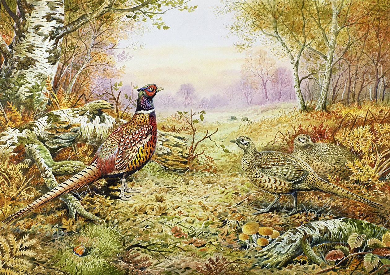 Pheasants in Woodland by Carl Donner