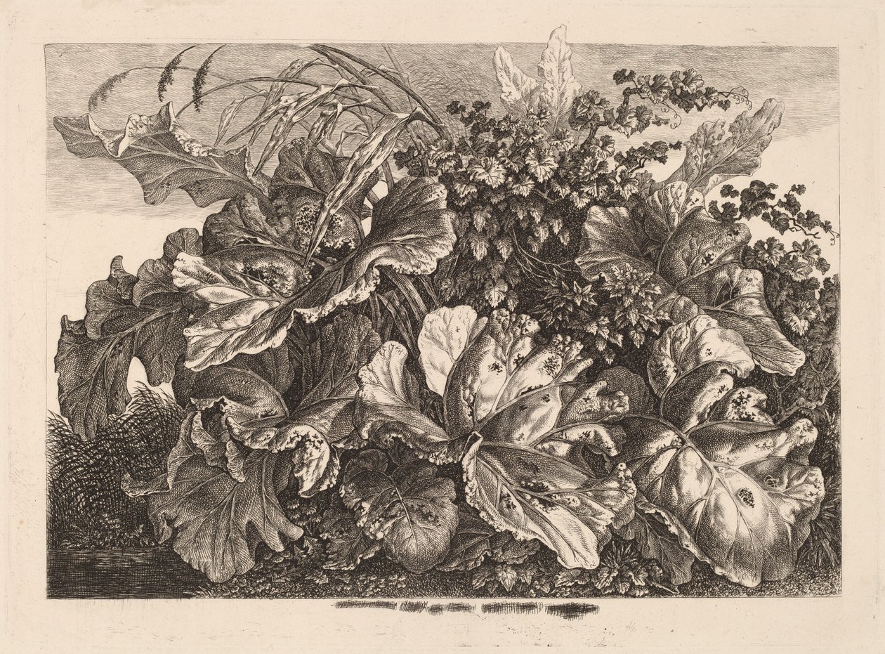 Foliage Study with Reed and Hops by Carl Wilhelm Kolbe